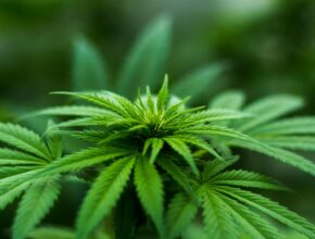 Così in Europa si vende e regola il CBD