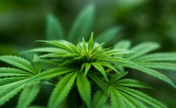 Così in Europa si vende e regola il CBD