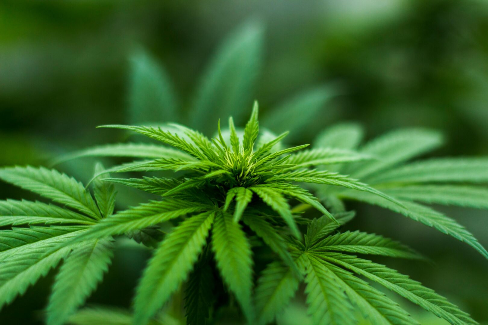 Così in Europa si vende e regola il CBD