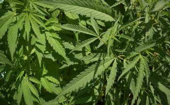 benefici della legalizzazione