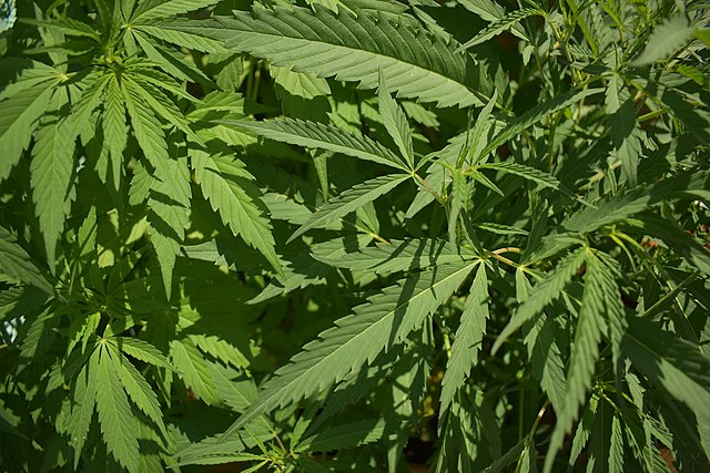 benefici della legalizzazione
