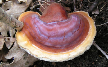 Fungo Reishi: il fungo dell’immortalità mito o realtà?