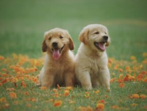 Nomi per cani: la guida completa per maschi e femmine