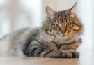 Nomi per gatti e gatte: i migliori corti e lunghi