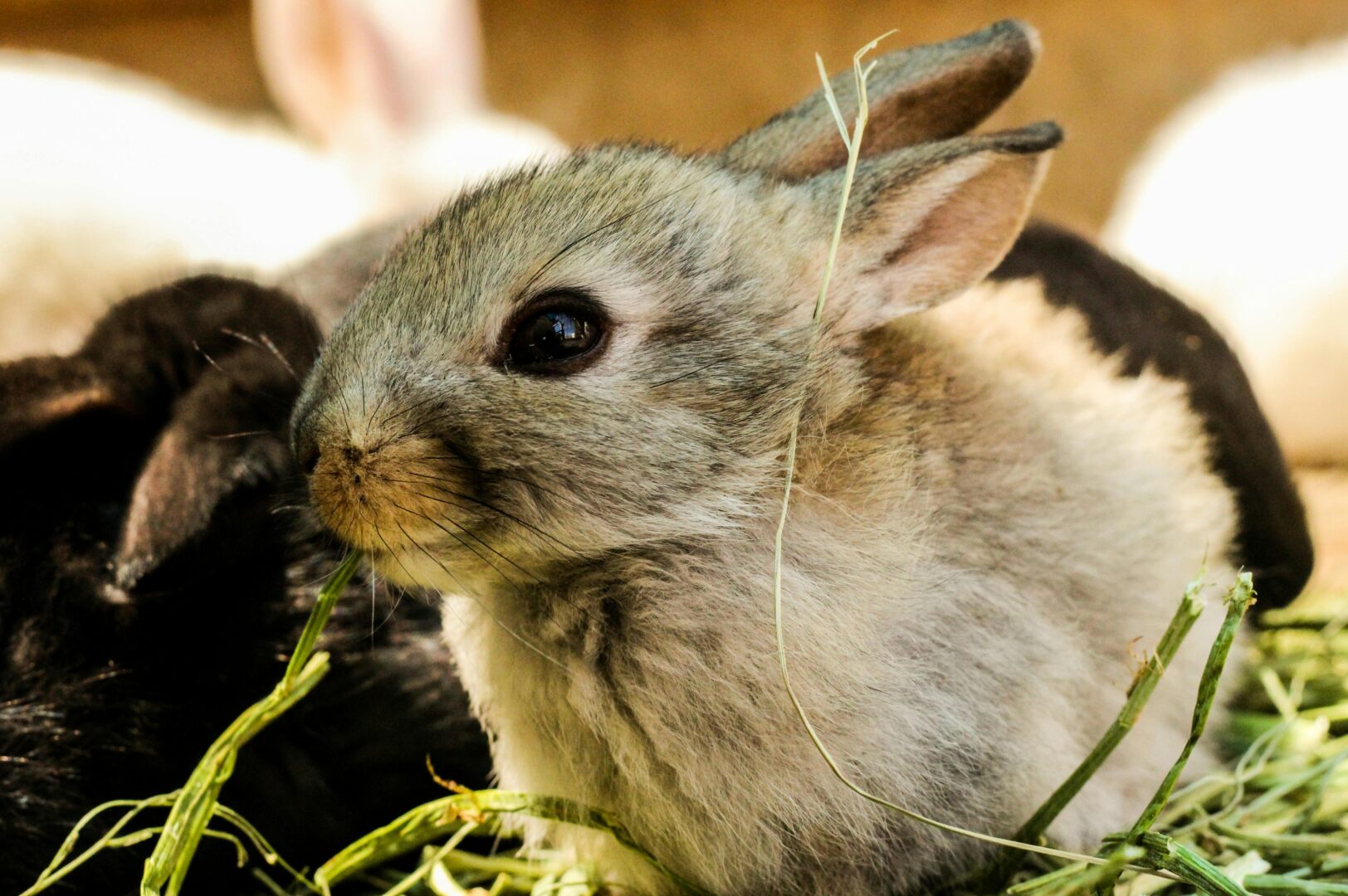 Come scegliere il nome per gatti e gatte, la guida perfetta con moltissimi nomi corti e lunghi, per maschi e femmine