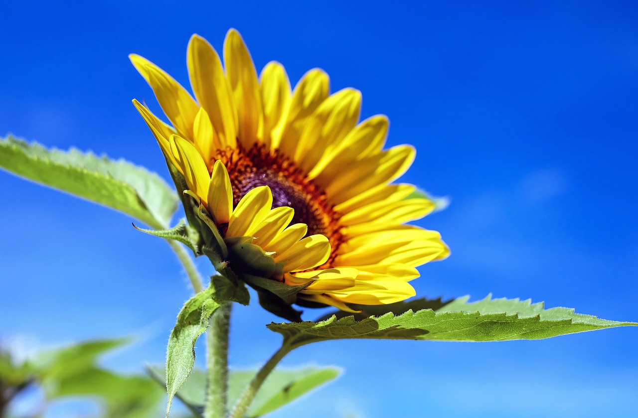 significati del girasole