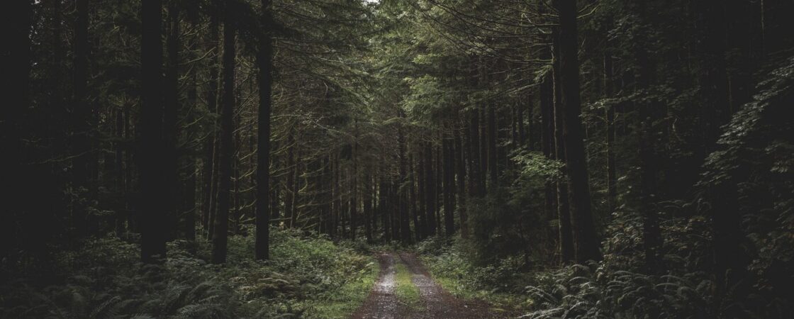 La Foresta dei Suicidi: il lato oscuro del Giappone