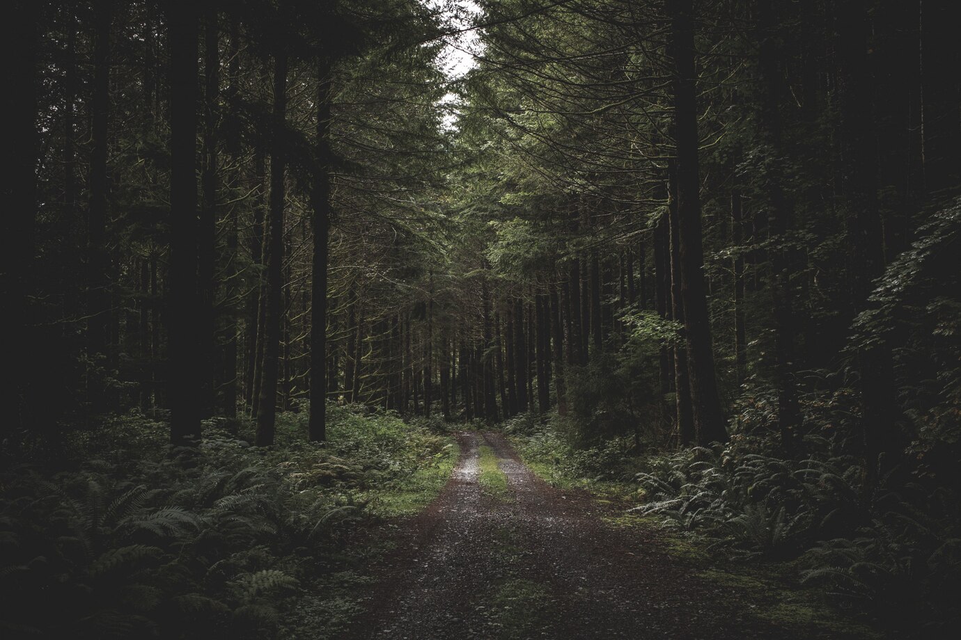La Foresta dei Suicidi: il lato oscuro del Giappone