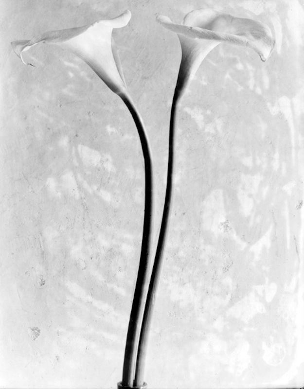 Tina Modotti