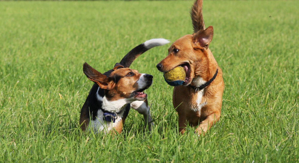 Comportamenti dei cani: 5 da conoscere