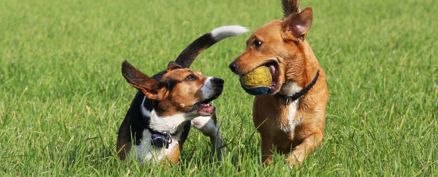 Comportamenti dei cani: 5 da conoscere