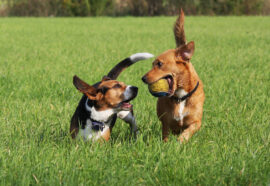Comportamenti dei cani: 5 da conoscere