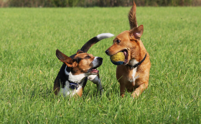 Comportamenti dei cani: 5 da conoscere