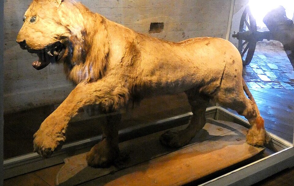 Il leone di Gripsholm: tassidermia da incubo