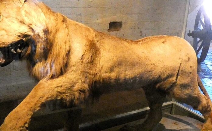 Il leone di Gripsholm: tassidermia da incubo