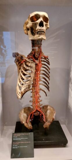 Museo di Storia della Medicina