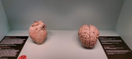 Museo di Storia della Medicina