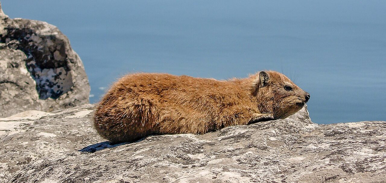 Cos'è il rock hyrax: il buffo animale diventato virale