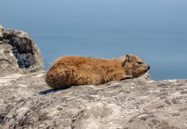 Cos'è il rock hyrax: il buffo animale diventato virale