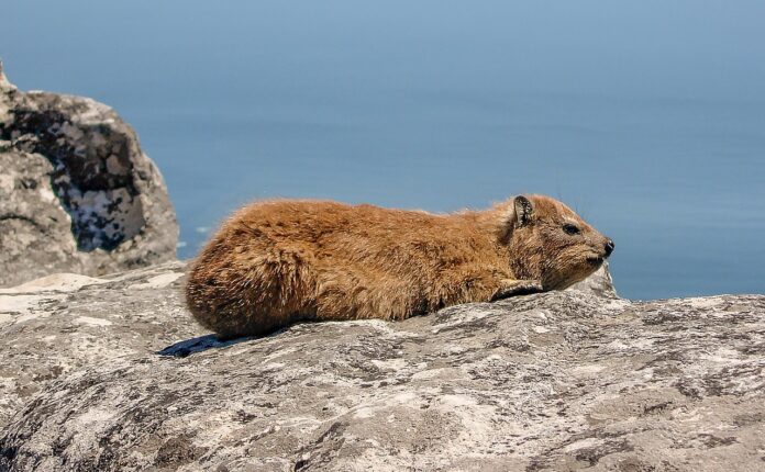Cos'è il rock hyrax: il buffo animale diventato virale