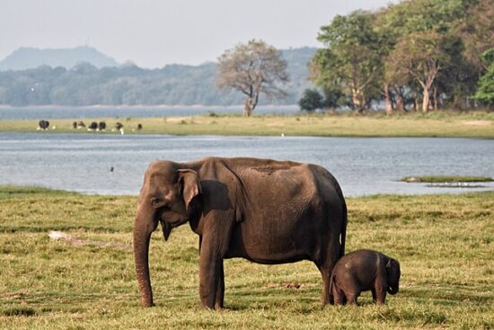 Sri Lanka