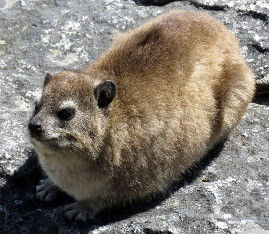 L'aspetto del rock hyrax