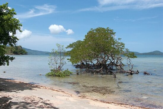 Spiaggia di Palawan con alberi di mangrovie