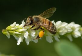 Veleno d’ape: una risorsa naturale contro il cancro al seno
