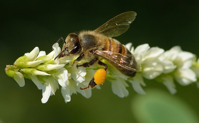Veleno d’ape: una risorsa naturale contro il cancro al seno