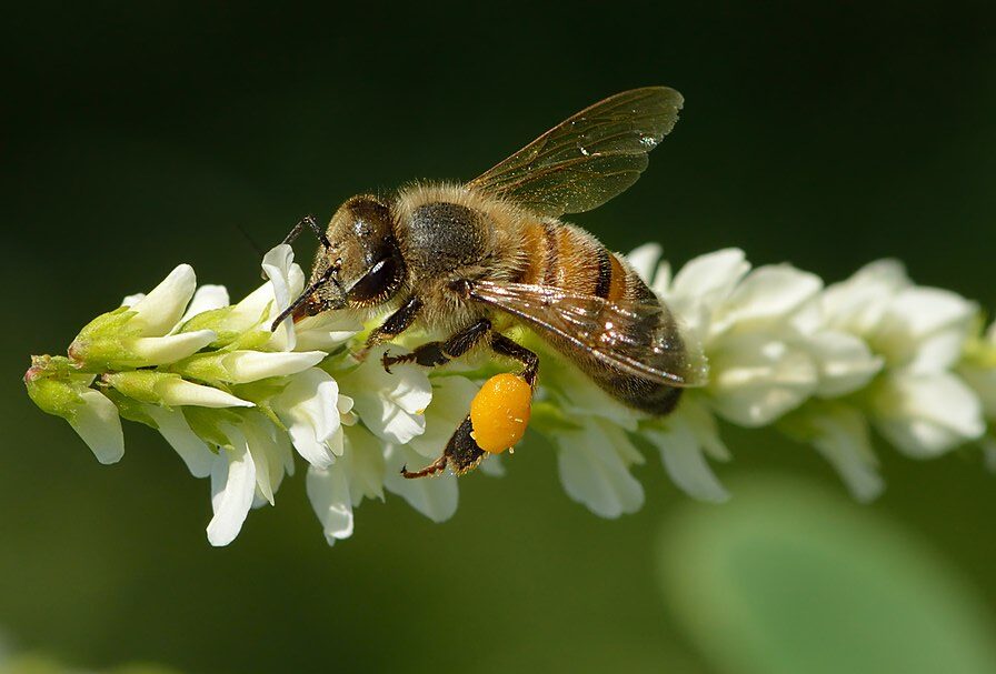 Veleno d’ape: una risorsa naturale contro il cancro al seno
