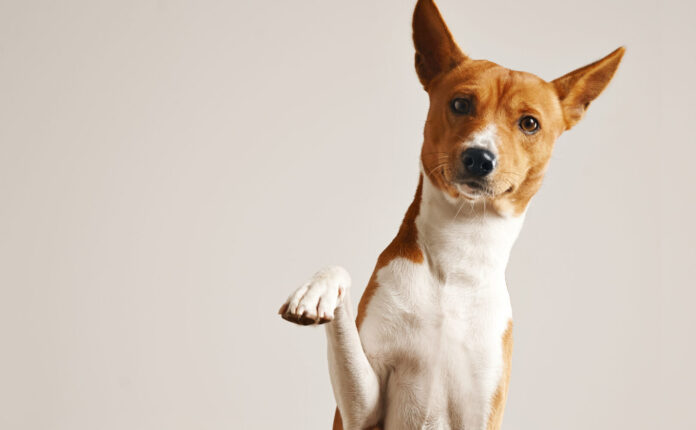 Diritti degli animali in Svezia: vietato lasciare il cane solo oltre 6 ore
