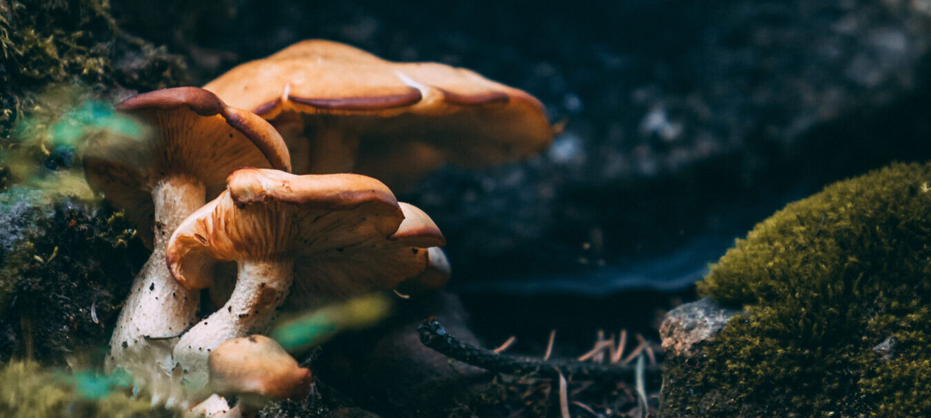 Funghi mangia plastica: scoperta contro l’emergenza ambientale