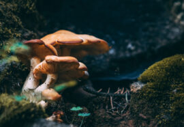 Funghi mangia plastica: scoperta contro l’emergenza ambientale
