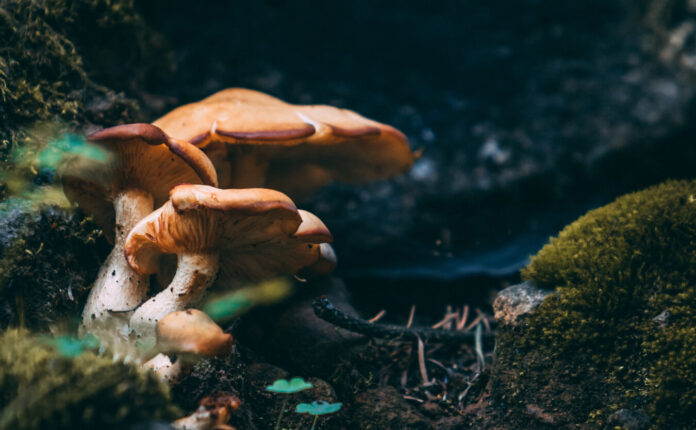 Funghi mangia plastica: scoperta contro l’emergenza ambientale