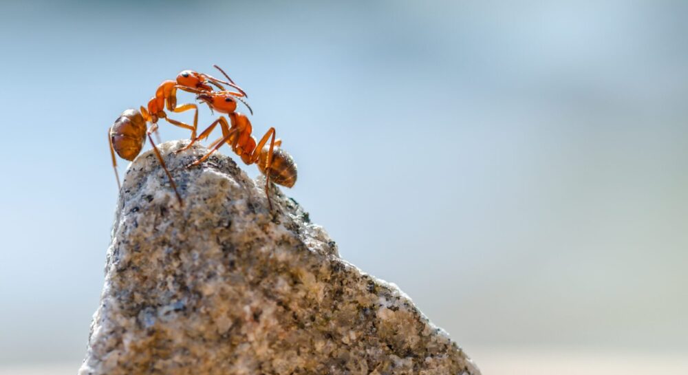 Comportamento animale: 6 più strani da conoscere