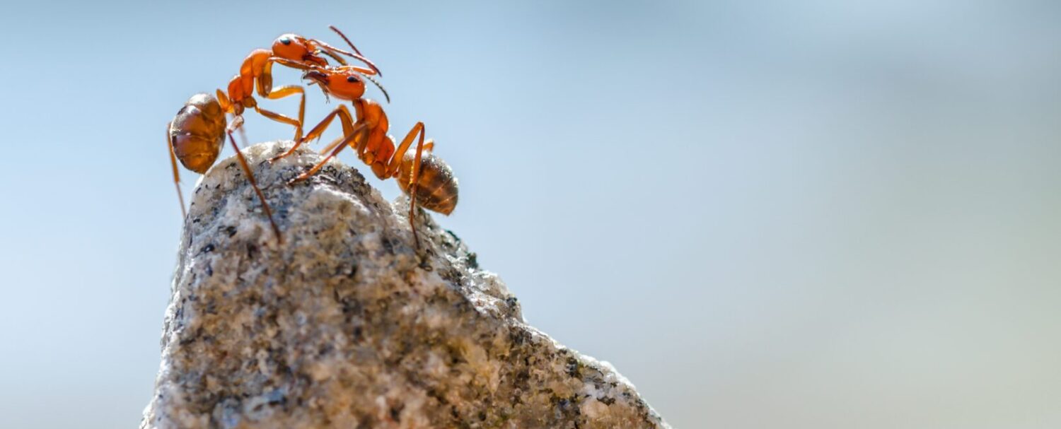 Comportamento animale: 6 più strani da conoscere