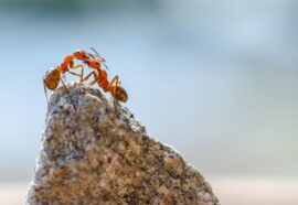 Comportamento animale: 6 più strani da conoscere