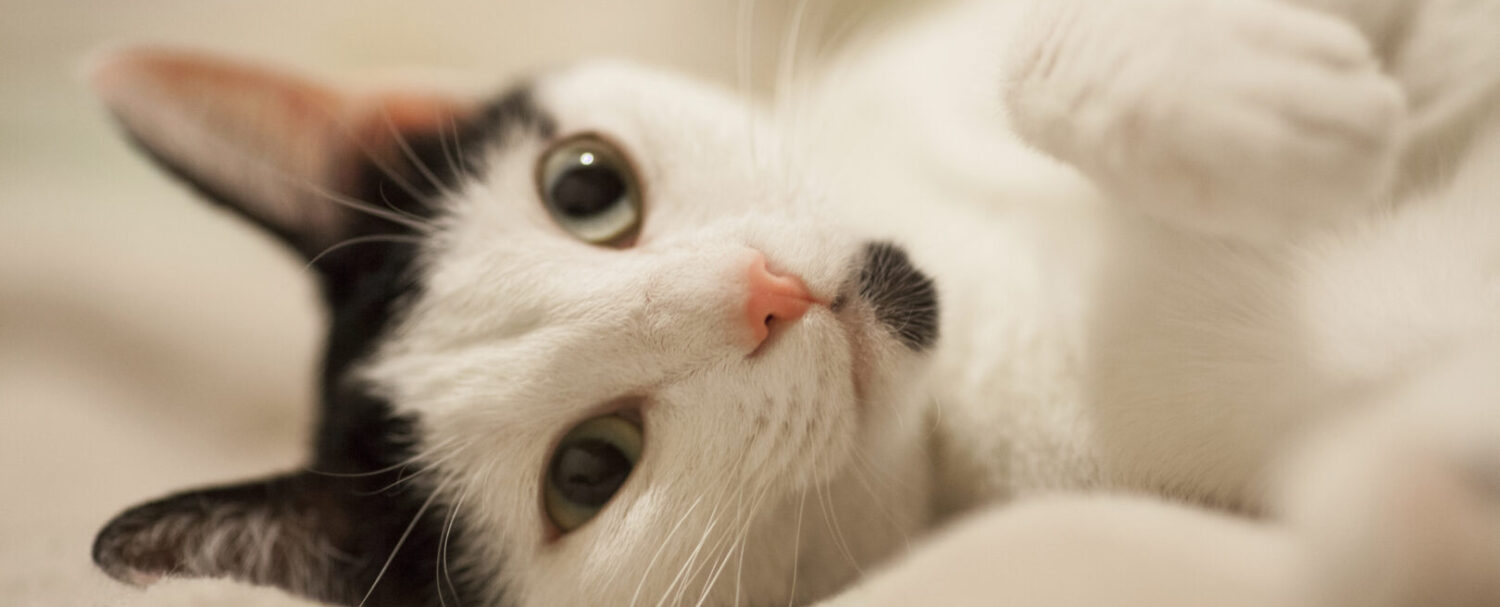 Comprendere gli animali: svolta nella comunicazione interspecie