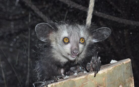<em>Aye-aye allo Zoo di Francoforte (Foto di Elias Neideck, CC BY-SA 4.0 - Wikimedia Commons)</em>