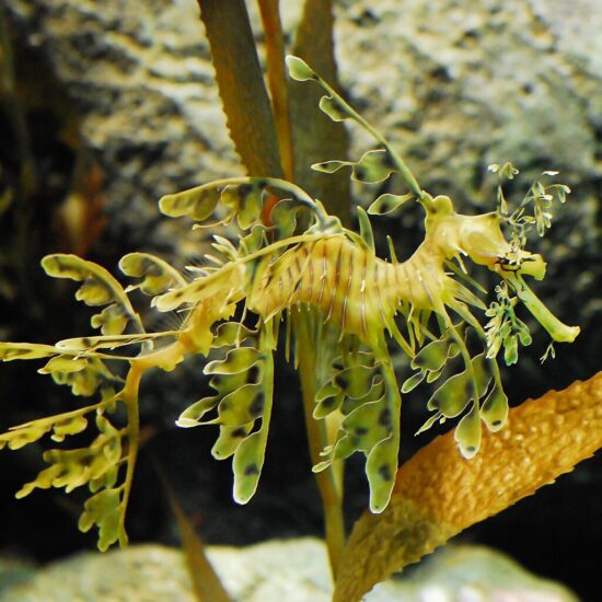 <em>Un drago foglia al Monterey Bay Aquarium (Foto originale di EyeKarma, editing di Papa Lima Whiskey, immagine di dominio pubblico - Wikimedia Commons)</em>
