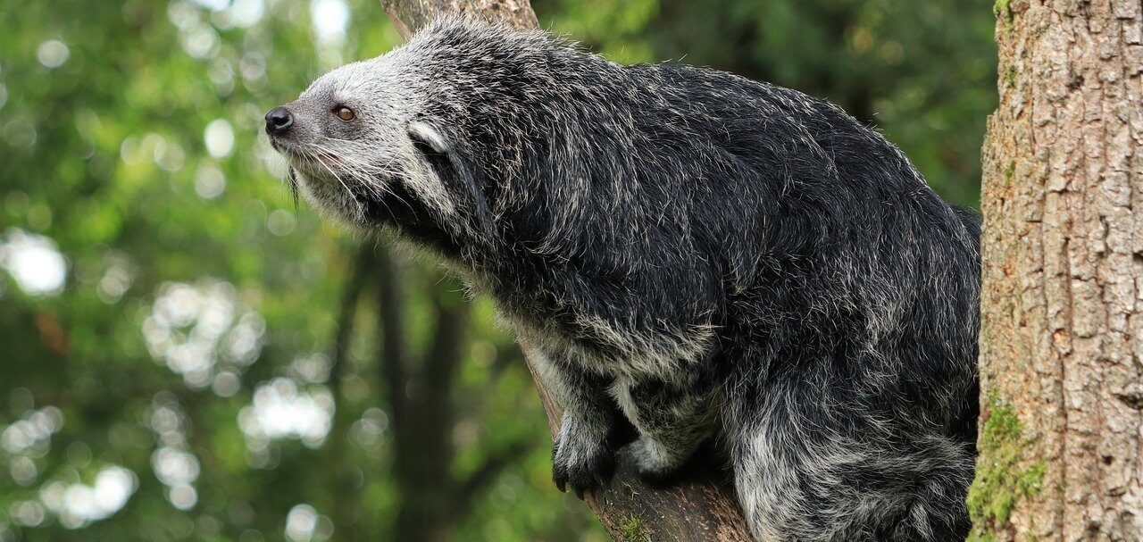 Animali insoliti