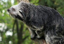 Animali insoliti