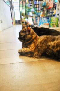 cat cafe atene