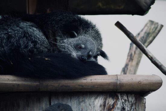 <em>Binturong, anche detto "gatto orsino" (Foto di Kristian Thomas - Pexels)</em>