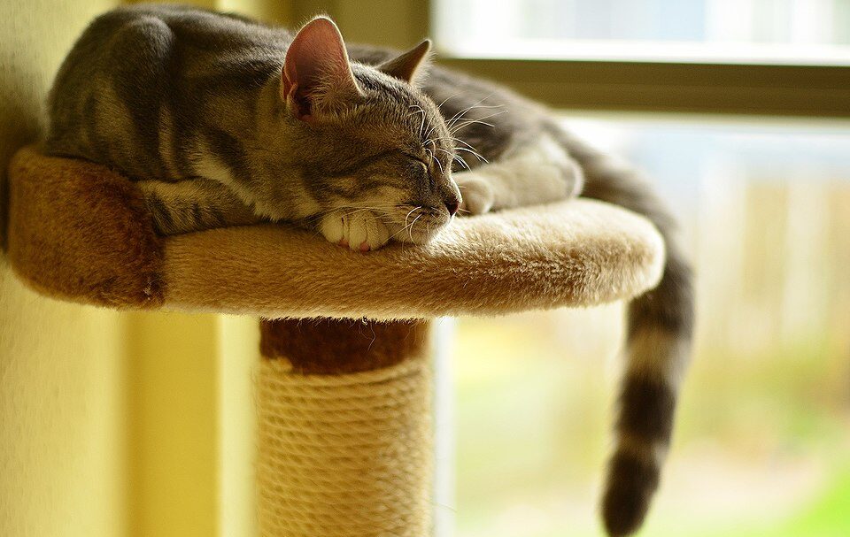 ambiente "cat-friendly" a casa