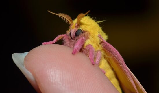 Insetti incredibili: i 4 insetti più strani di sempre 