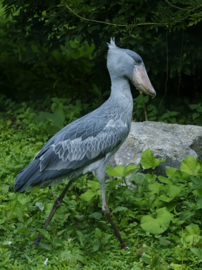 Uccelli stravaganti: Becco a scarpa