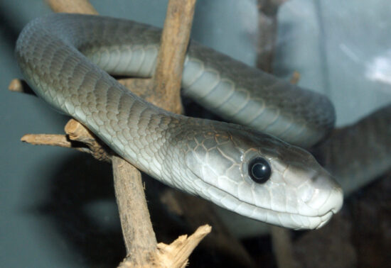 Serpenti pericolosi: i 4 più temuti 