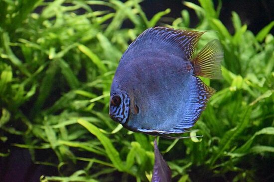 I pesci più colorati del mondo: alla ricerca di specie straordinarie