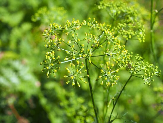Spezie dimenticate: 5 sapori nascosti della cucina medievale